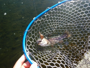朝霞ガーデン 釣果