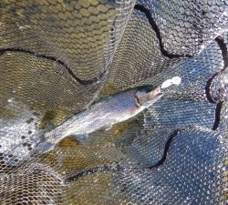 朝霞ガーデン 釣果