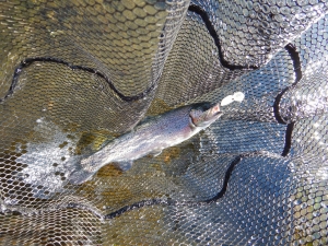 朝霞ガーデン 釣果