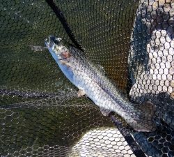 朝霞ガーデン 釣果