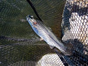 朝霞ガーデン 釣果