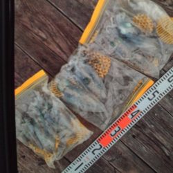 こかわ渡船　雅丸 釣果