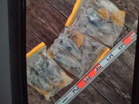 こかわ渡船　雅丸 釣果