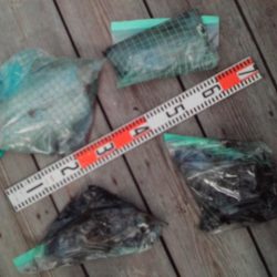 こかわ渡船　雅丸 釣果