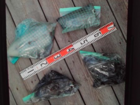 こかわ渡船　雅丸 釣果