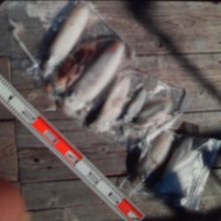 こかわ渡船　雅丸 釣果