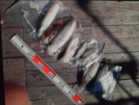 こかわ渡船　雅丸 釣果