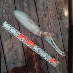 こかわ渡船　雅丸 釣果