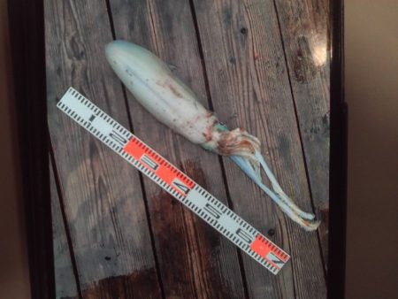 こかわ渡船　雅丸 釣果