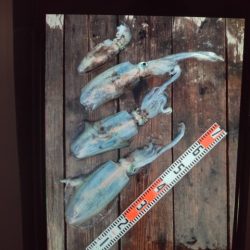 こかわ渡船　雅丸 釣果