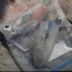 こかわ渡船　雅丸 釣果