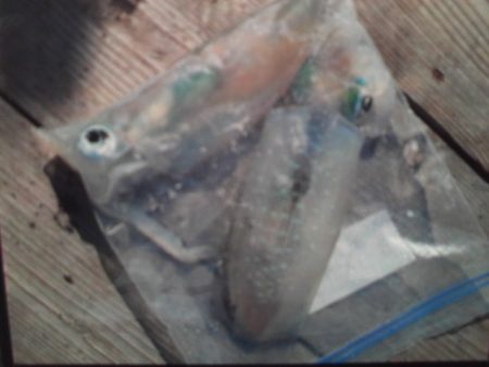 こかわ渡船　雅丸 釣果