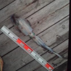 こかわ渡船　雅丸 釣果