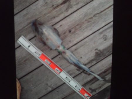 こかわ渡船　雅丸 釣果