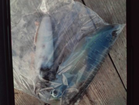 こかわ渡船　雅丸 釣果