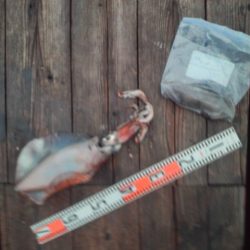 こかわ渡船　雅丸 釣果