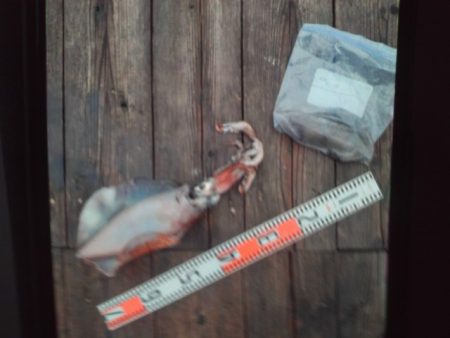 こかわ渡船　雅丸 釣果