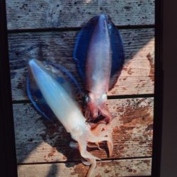 こかわ渡船　雅丸 釣果