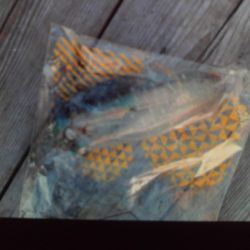 こかわ渡船　雅丸 釣果