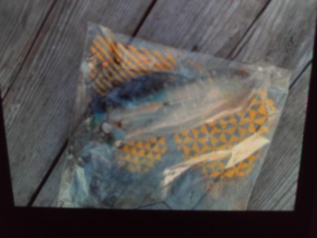 こかわ渡船　雅丸 釣果