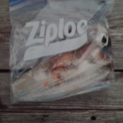 こかわ渡船　雅丸 釣果