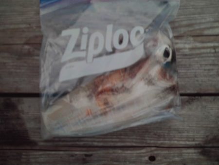 こかわ渡船　雅丸 釣果