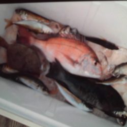 こかわ渡船　雅丸 釣果