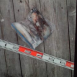 こかわ渡船　雅丸 釣果