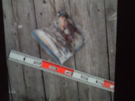 こかわ渡船　雅丸 釣果