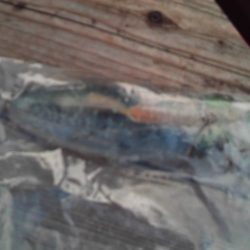 こかわ渡船　雅丸 釣果