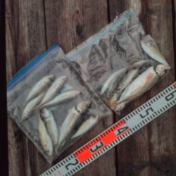 こかわ渡船　雅丸 釣果