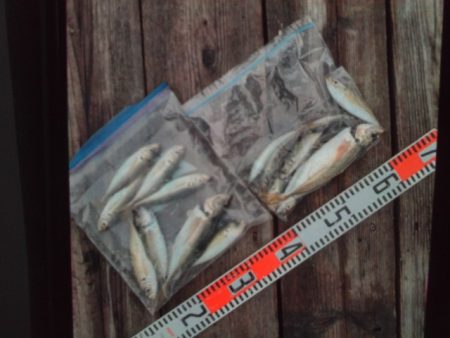 こかわ渡船　雅丸 釣果