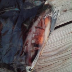 こかわ渡船　雅丸 釣果