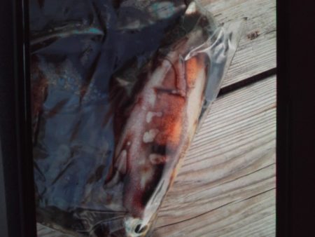 こかわ渡船　雅丸 釣果