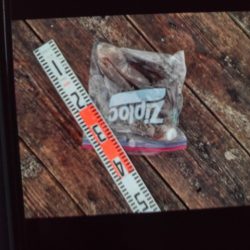 こかわ渡船　雅丸 釣果