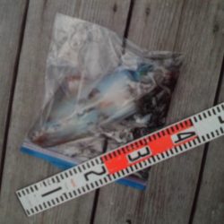 こかわ渡船　雅丸 釣果