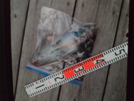 こかわ渡船　雅丸 釣果