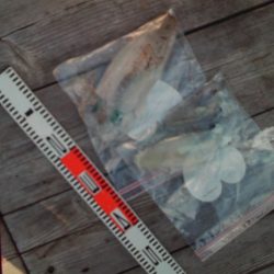 こかわ渡船　雅丸 釣果