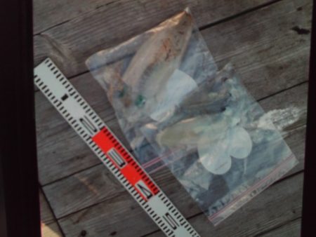 こかわ渡船　雅丸 釣果