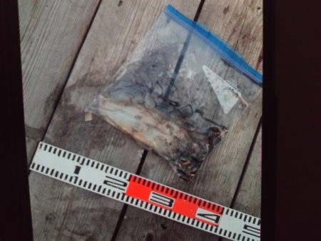 こかわ渡船　雅丸 釣果