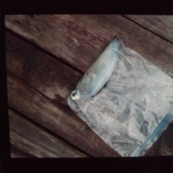 こかわ渡船　雅丸 釣果