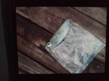 こかわ渡船　雅丸 釣果