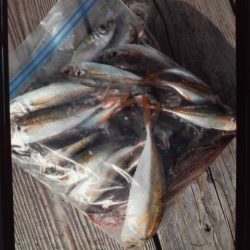 こかわ渡船　雅丸 釣果