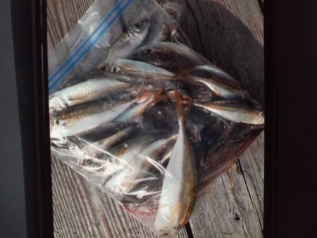 こかわ渡船　雅丸 釣果