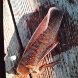 こかわ渡船　雅丸 釣果