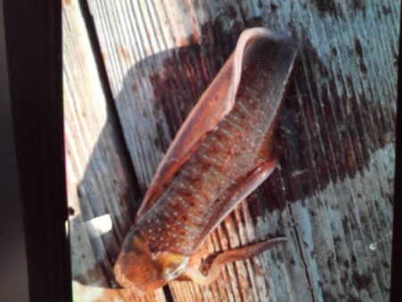 こかわ渡船　雅丸 釣果