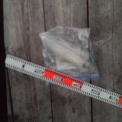 こかわ渡船　雅丸 釣果