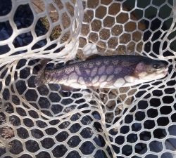 朝霞ガーデン 釣果