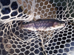 朝霞ガーデン 釣果