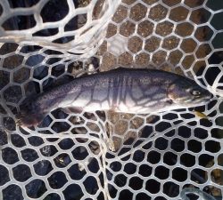 朝霞ガーデン 釣果